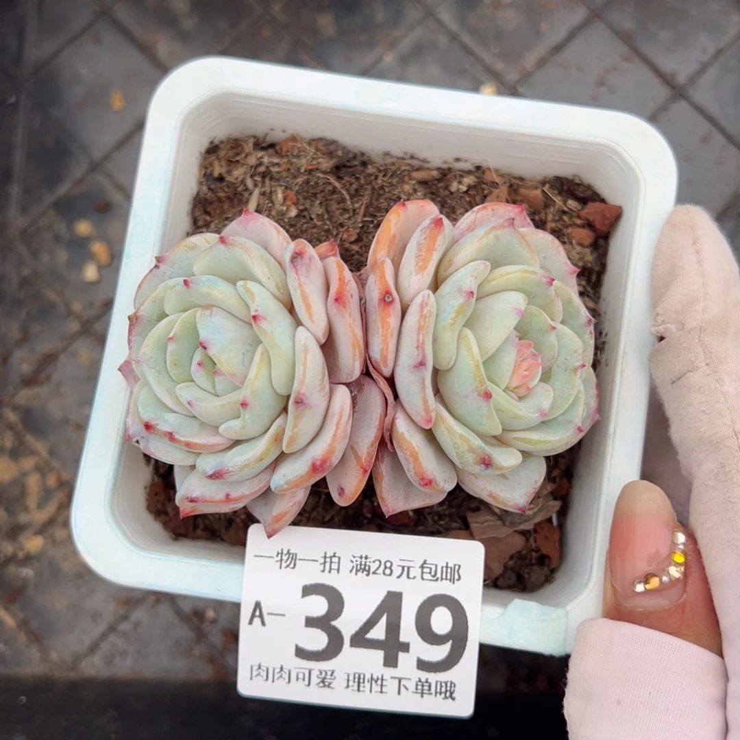 勃朗峰多肉多肉多肉多肉