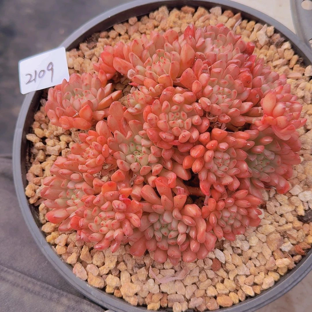 2109红宝石多肉植物