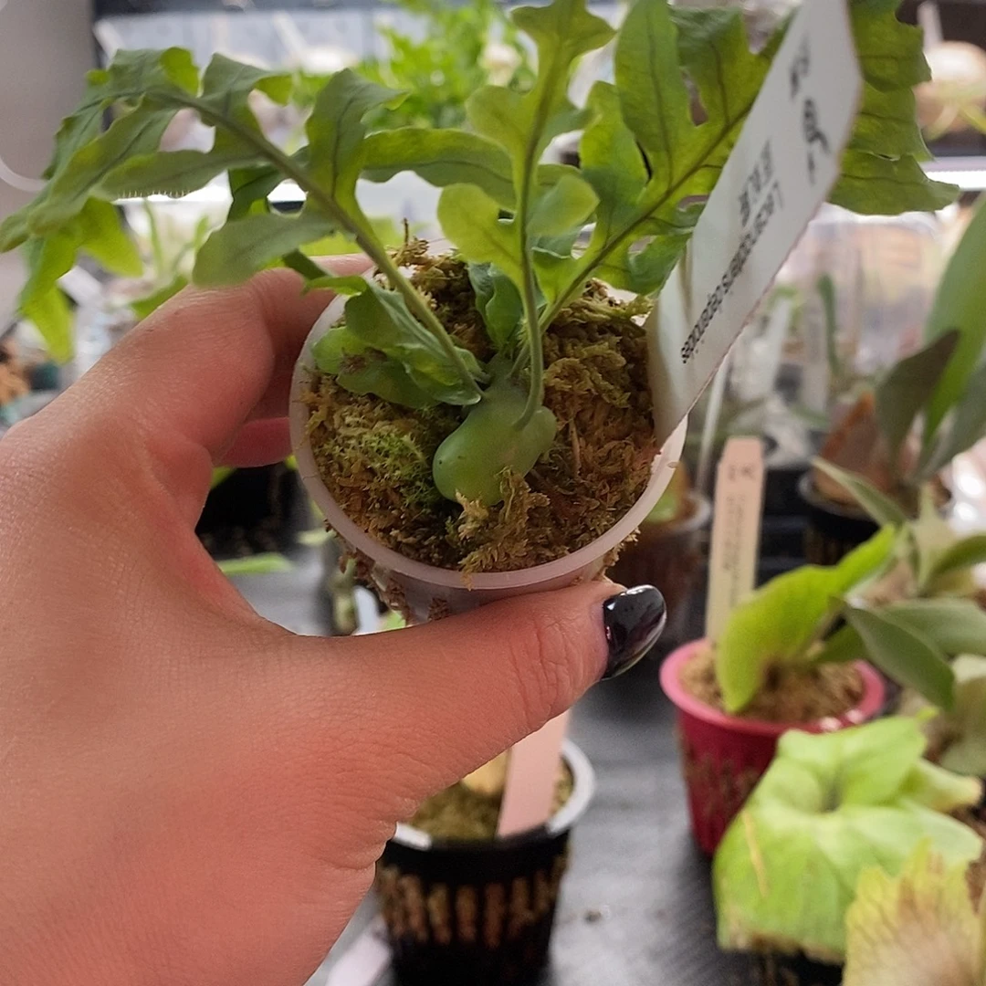 无花朵无开花植物