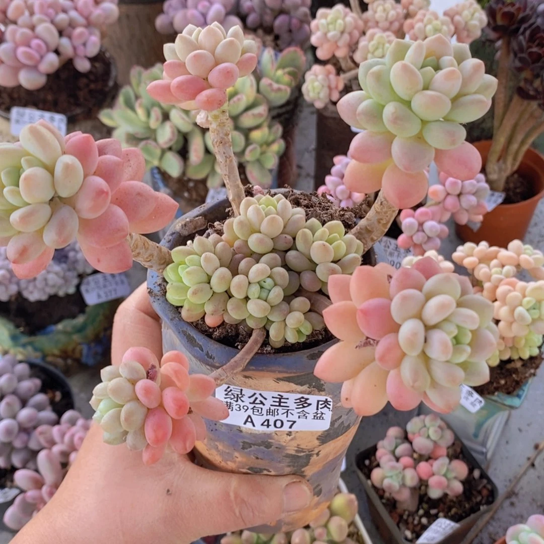 鱼子酱407多肉植物