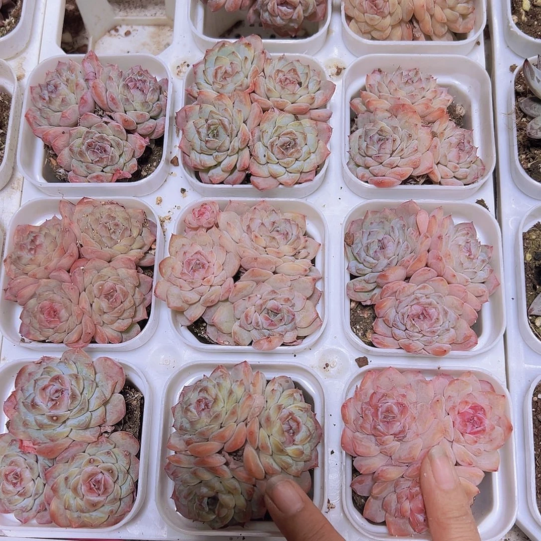 冰葡萄群不包整19包邮