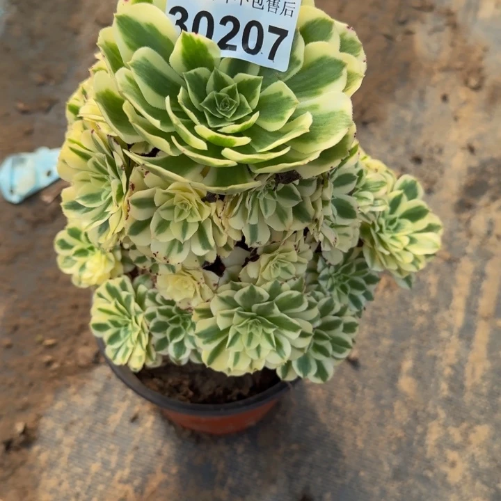 30207南迈巴赫多肉植物