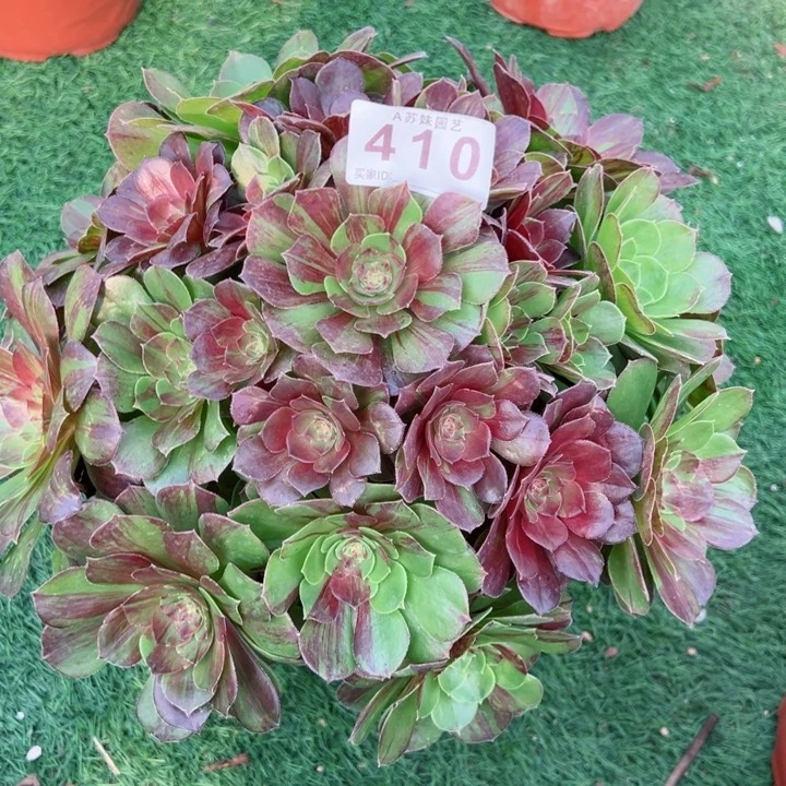 完全开放410花月夜法师