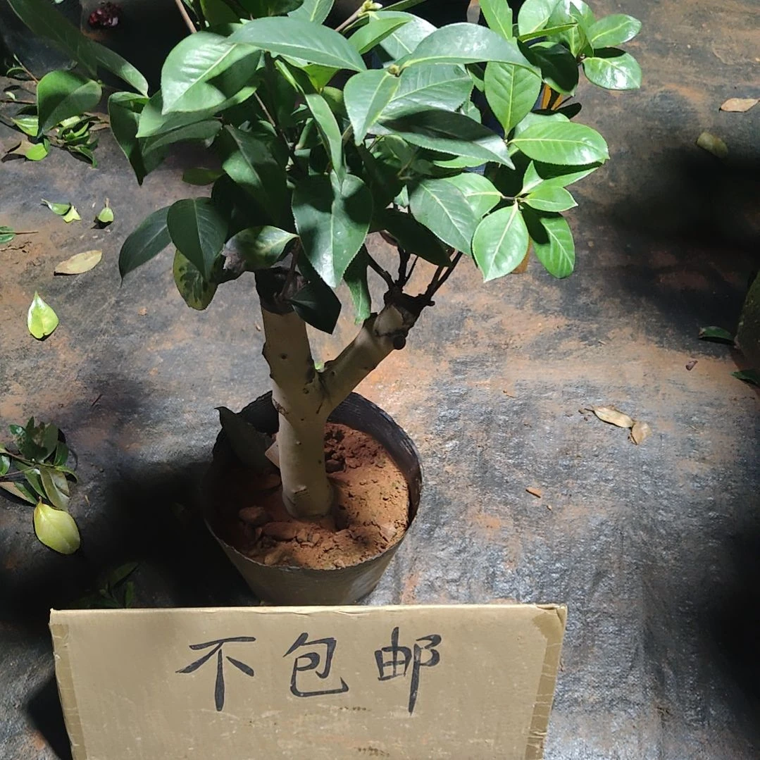 全部花苞朱沙紫袍➕恨天高不包邮