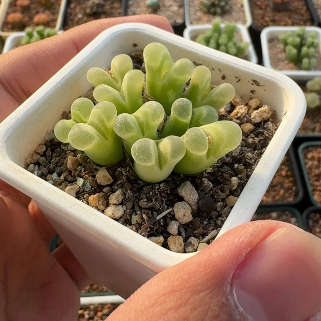 1***9云缦精品番杏14.4