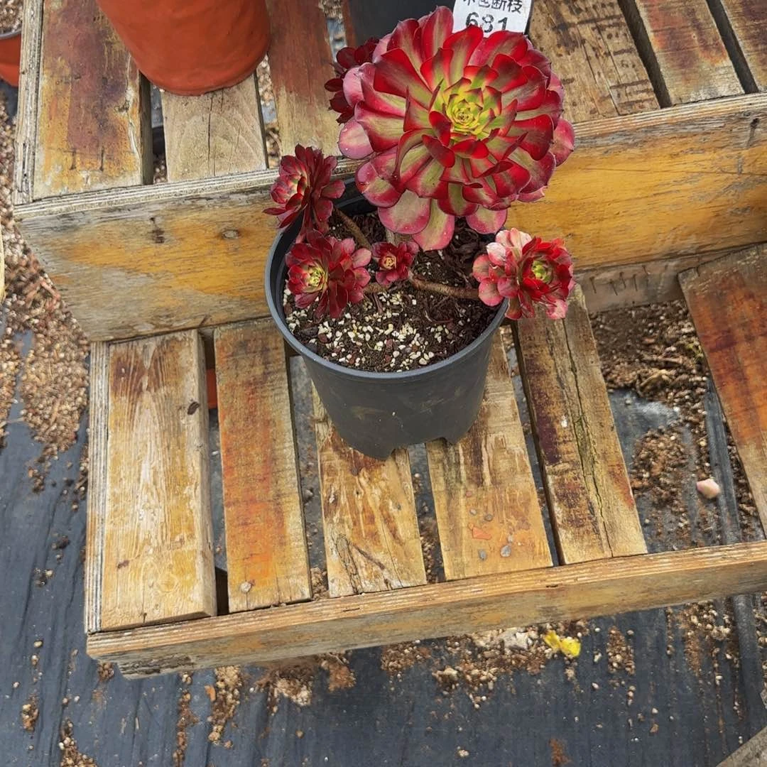 一***房681多肉法师锦1111