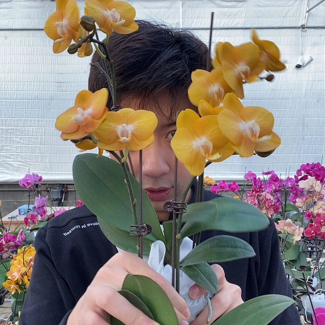 完全开放拉斯维加斯两颗