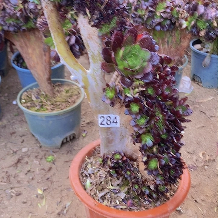 284黑缀化老板子法师缀