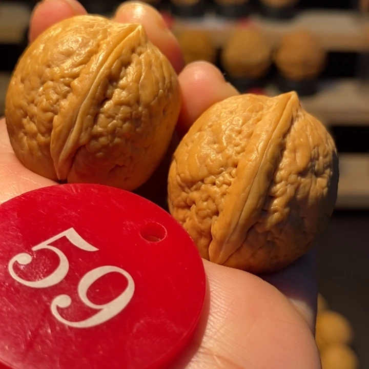 木质类玉面宝瓶30尺寸
