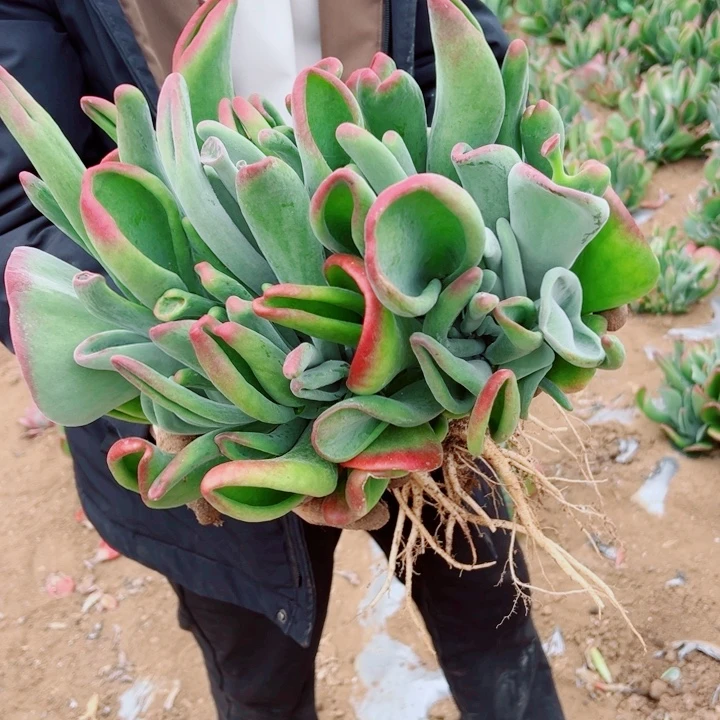 地栽火狐狸大号昆明发货