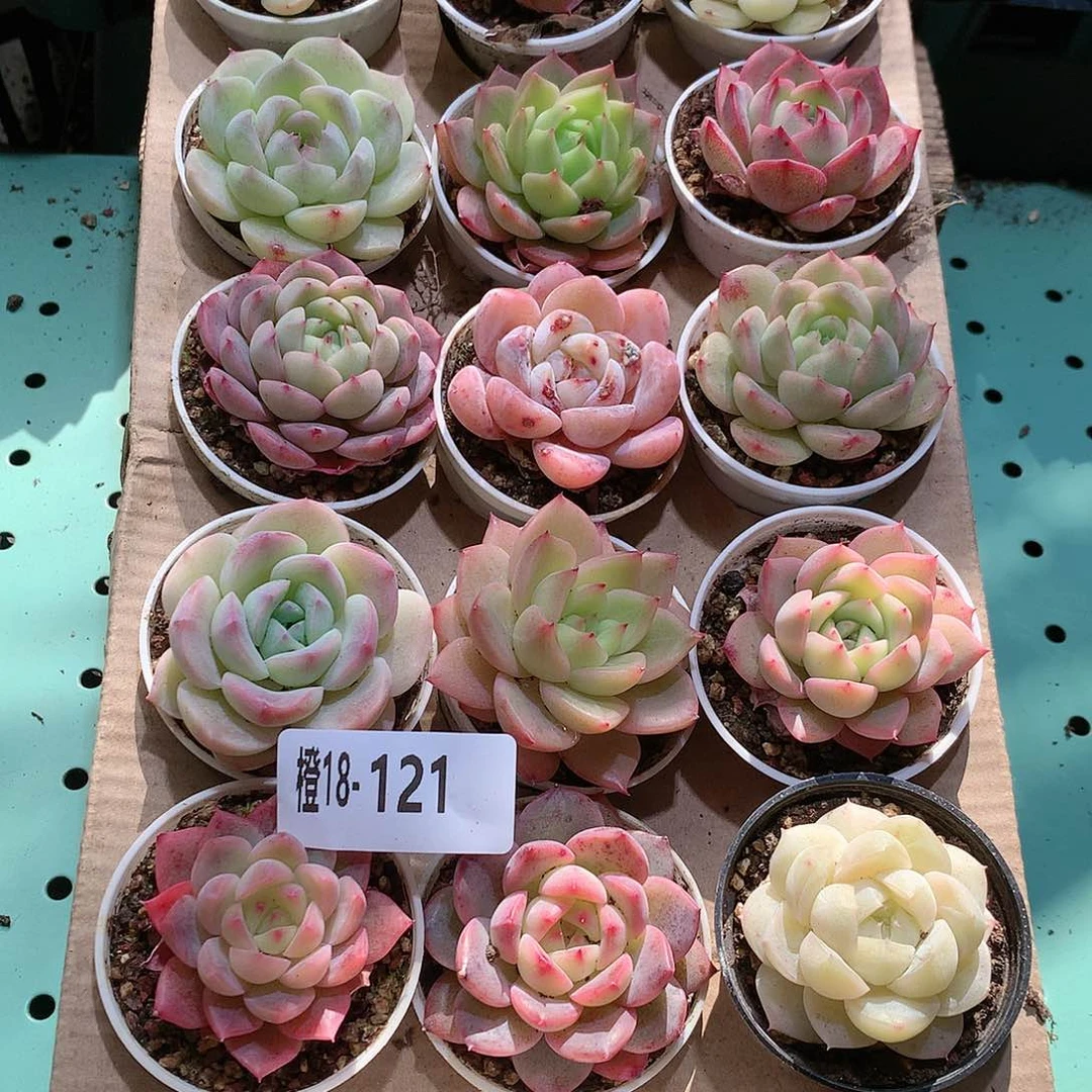 18-121一物一拍带盆18颗。