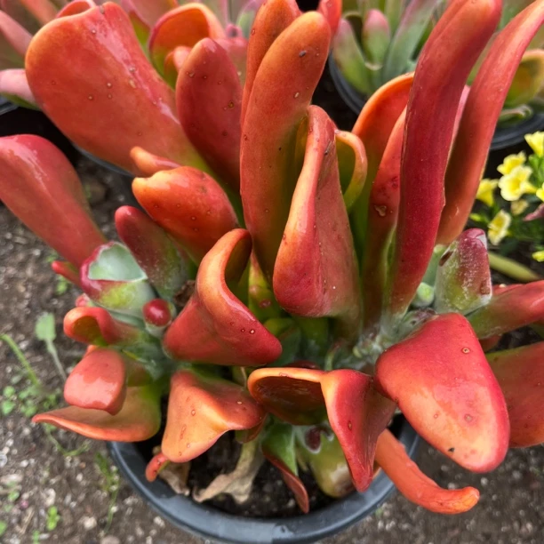 大号火狐狸群生(脱土发货)多肉植物