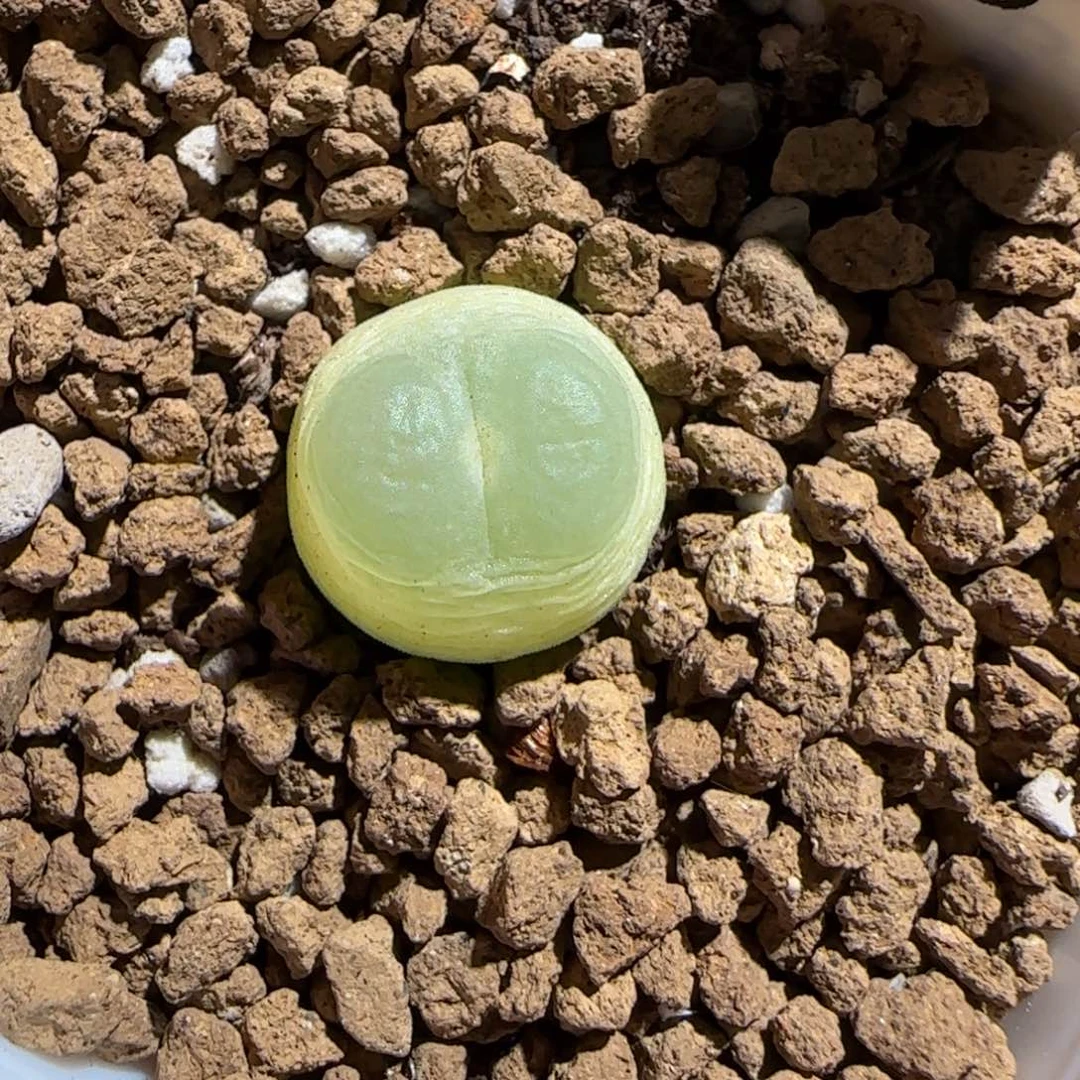 肉锥多肉植物组合-sh1200拉登854