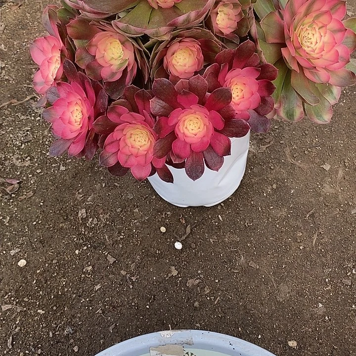 多肉植物荔枝553多肉