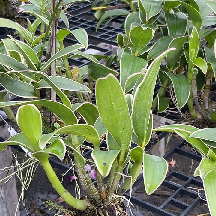 当前无花朵，栽培后可花朵叶艺泼754