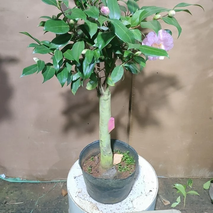 855飞天，原盆原土，不包邮