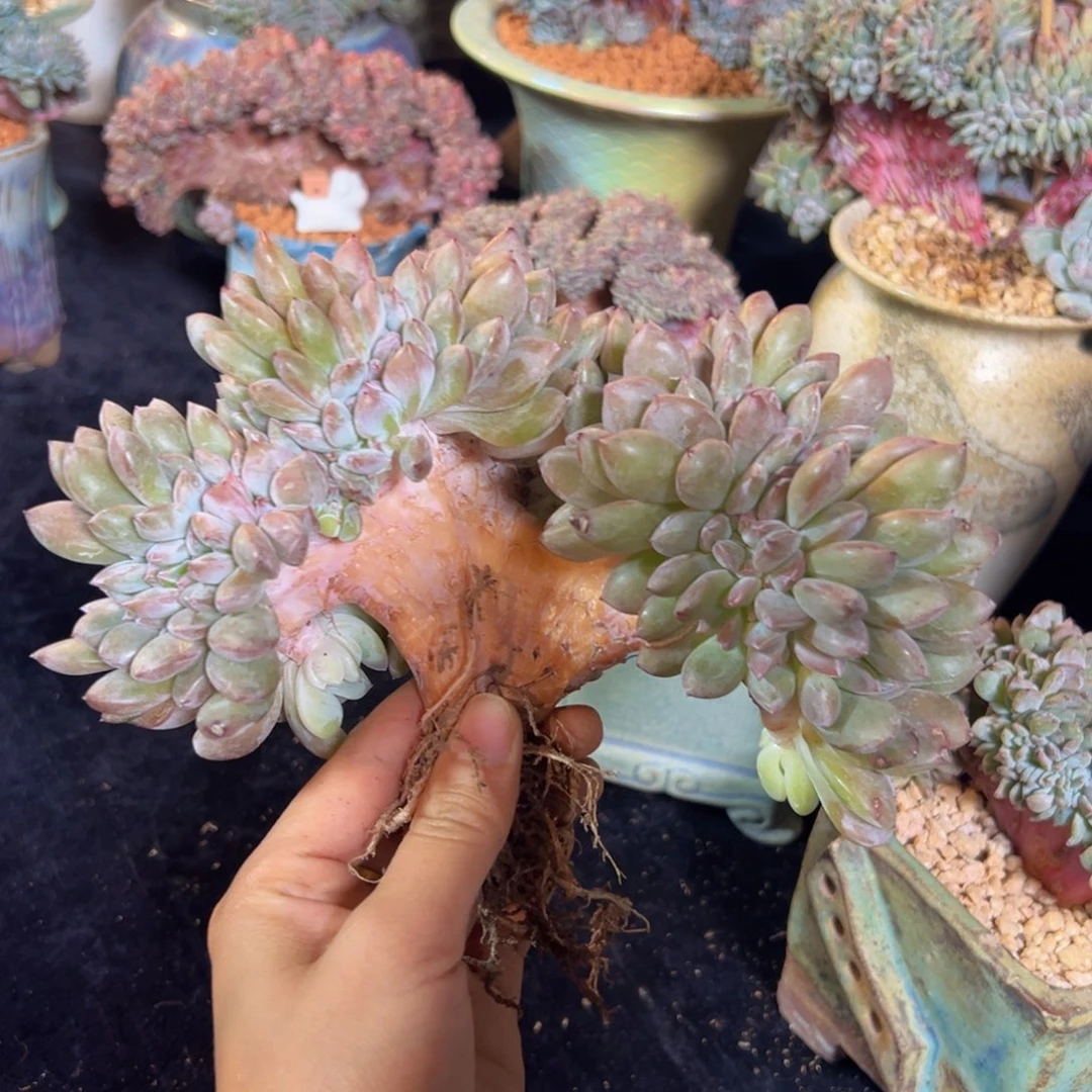 弱**千新年快乐 新年快乐