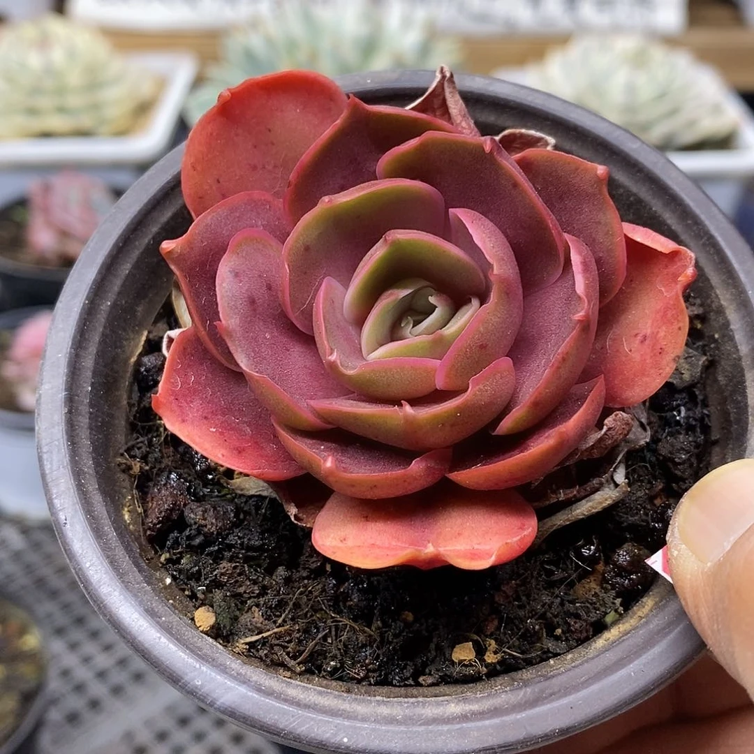 2748 红滩多肉植物