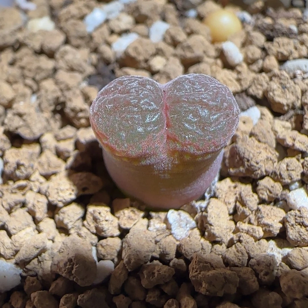 肉锥多肉植物组合-流沙1542