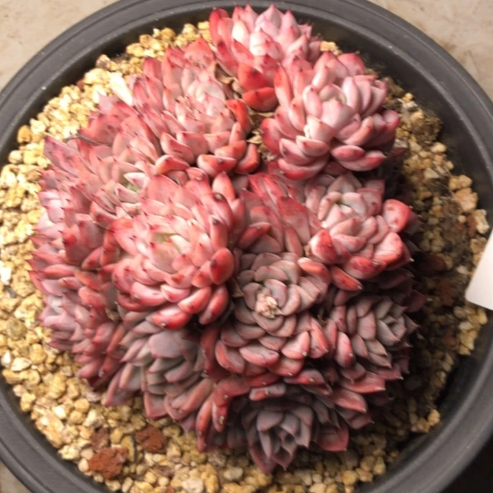 拉****337///////////////