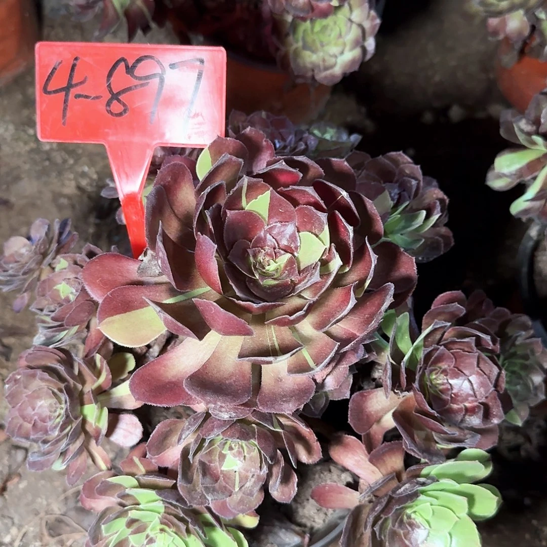 4-897黑美人多肉法师