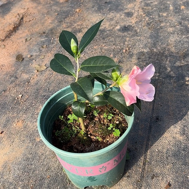 大部分花苞少量开放数寄屋云龙