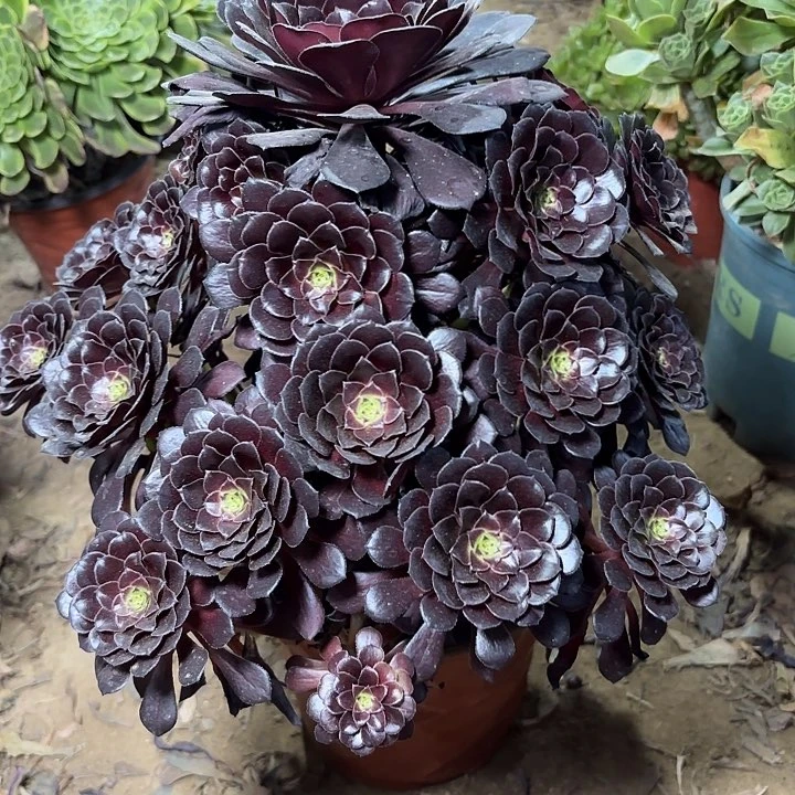 多肉植物法师墨铜9