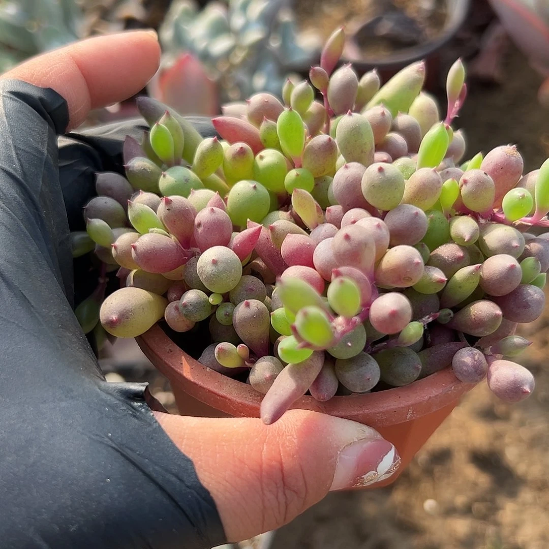 多肉植物紫葡萄群
