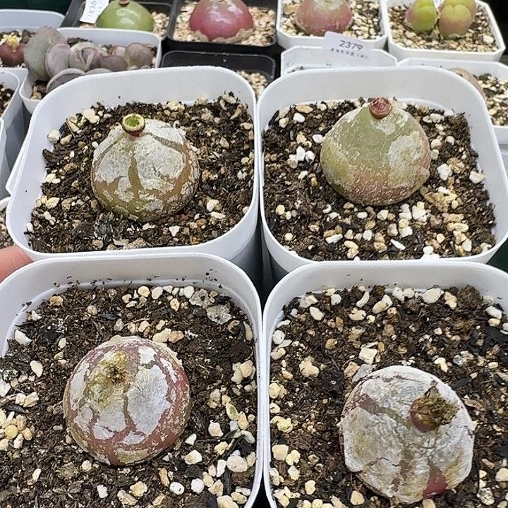 洋***河老马生石花灯泡458