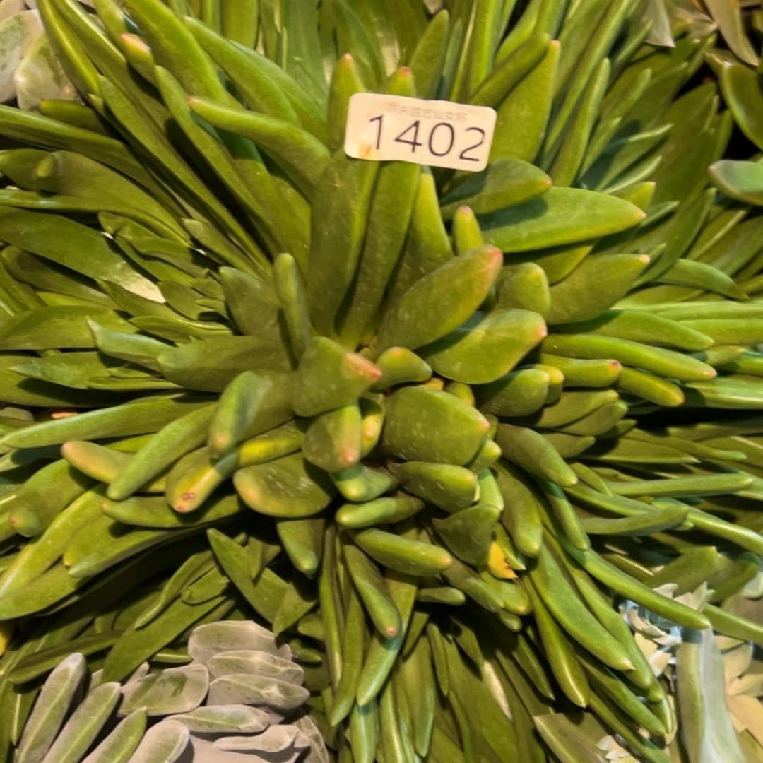 雨*3代杂交仙女杯多肉。