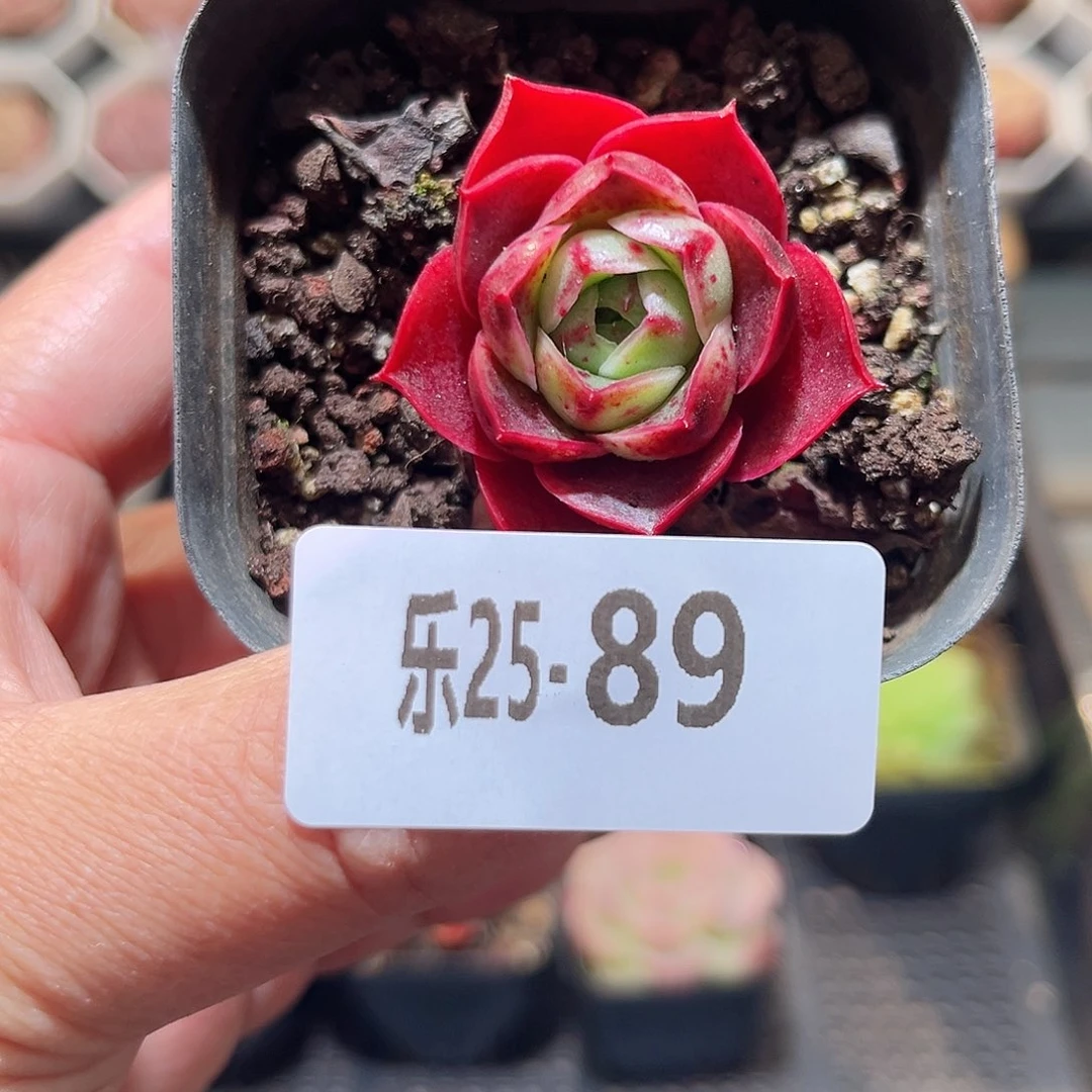 乐25-89 斗牛士单头