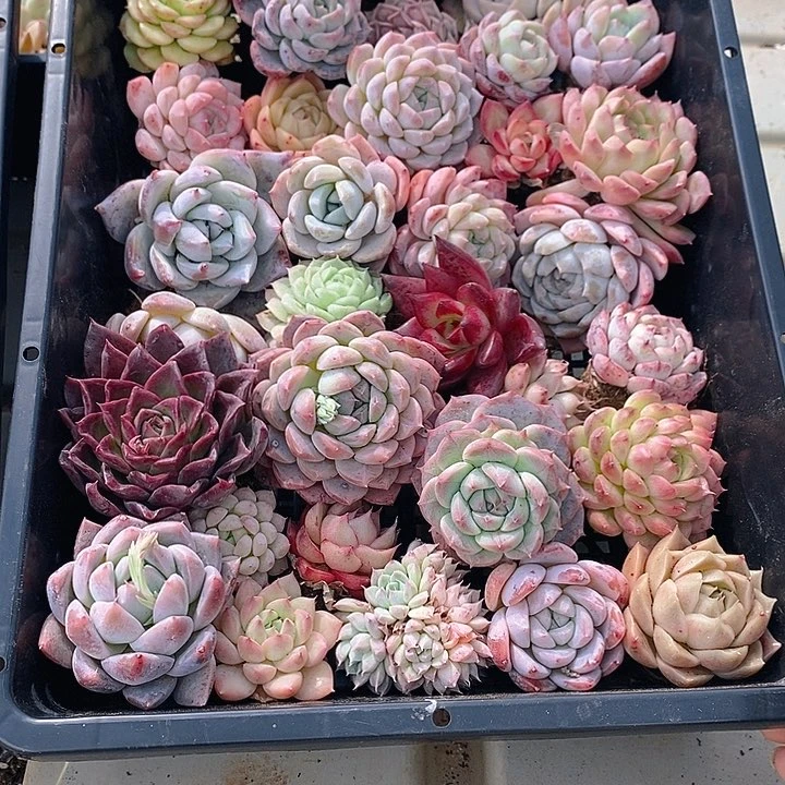 28 多肉植物盆栽花卉植物