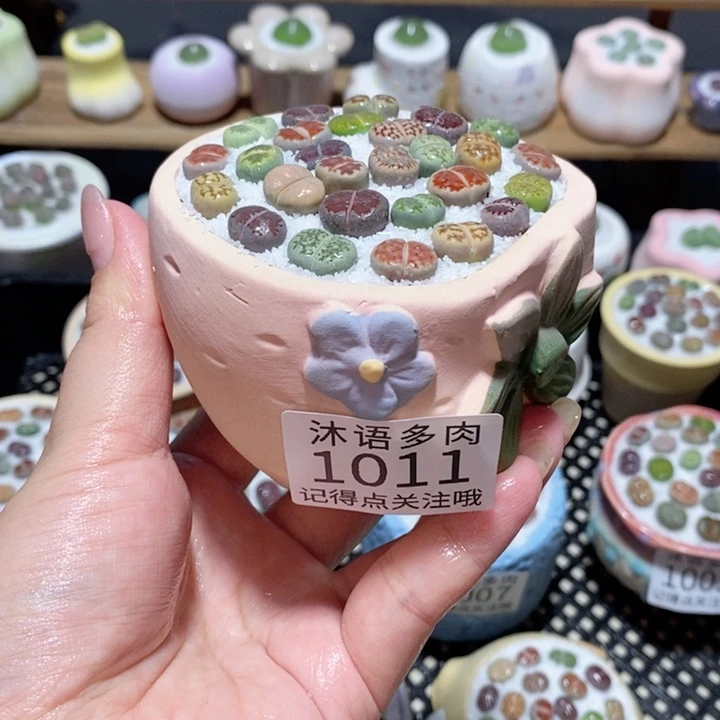 带盆土植物 一物一拍1011