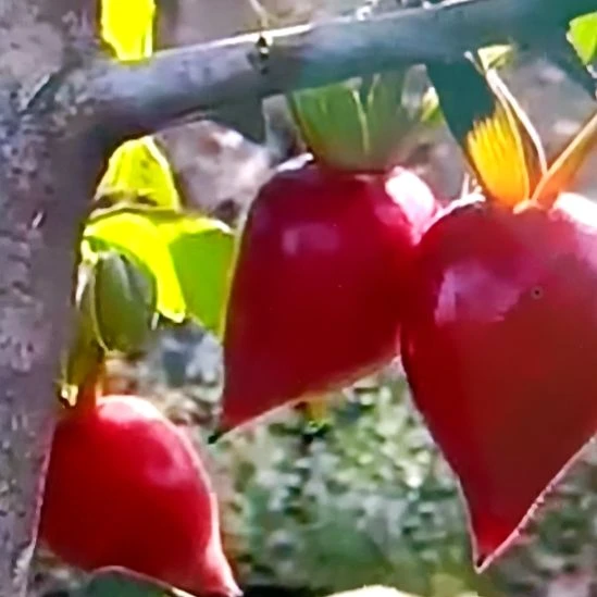 无花朵淀之雫扦插苗