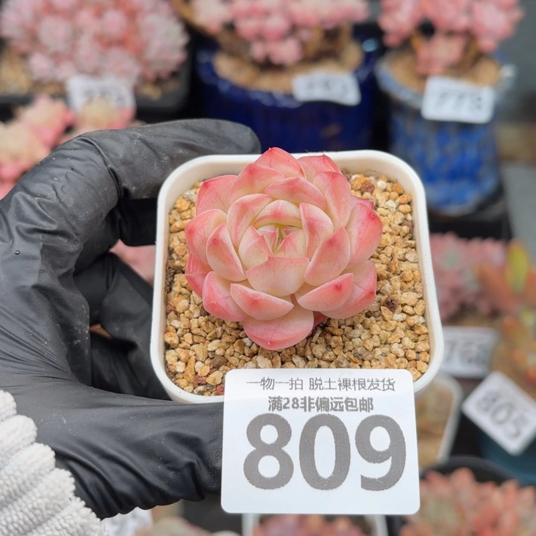 美梦单头无盆土发货