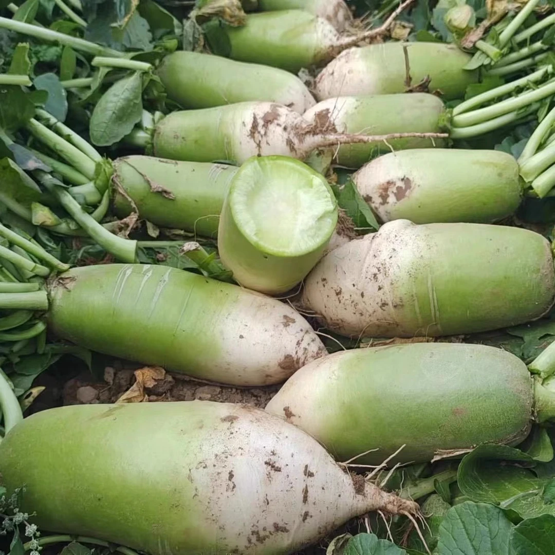 新鲜正宗河南青萝卜现挖辣萝卜口感清甜微辣清脆多汁可生吃新鲜