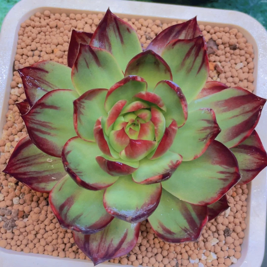 惊鸿仙子冠服16左右