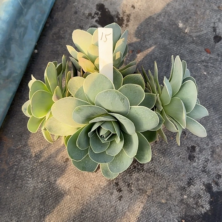 山地玫瑰一物一拍脱土发，15号，不包断侧芽