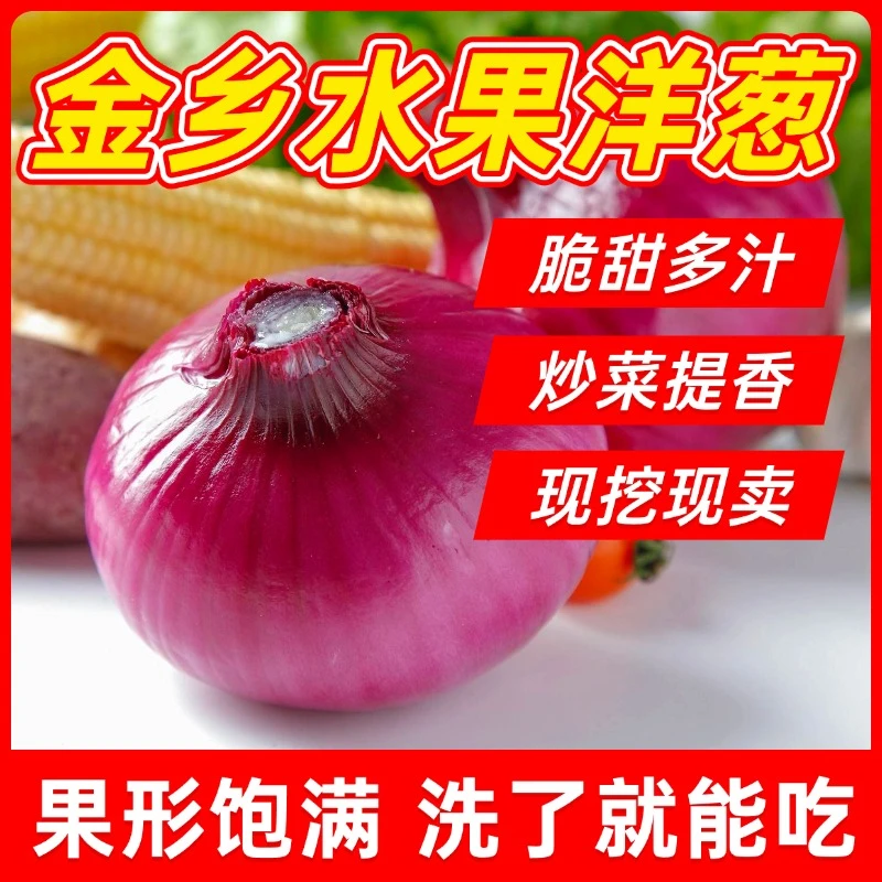正宗金乡水果洋葱新鲜现卖炒菜提香农产品生鲜特产