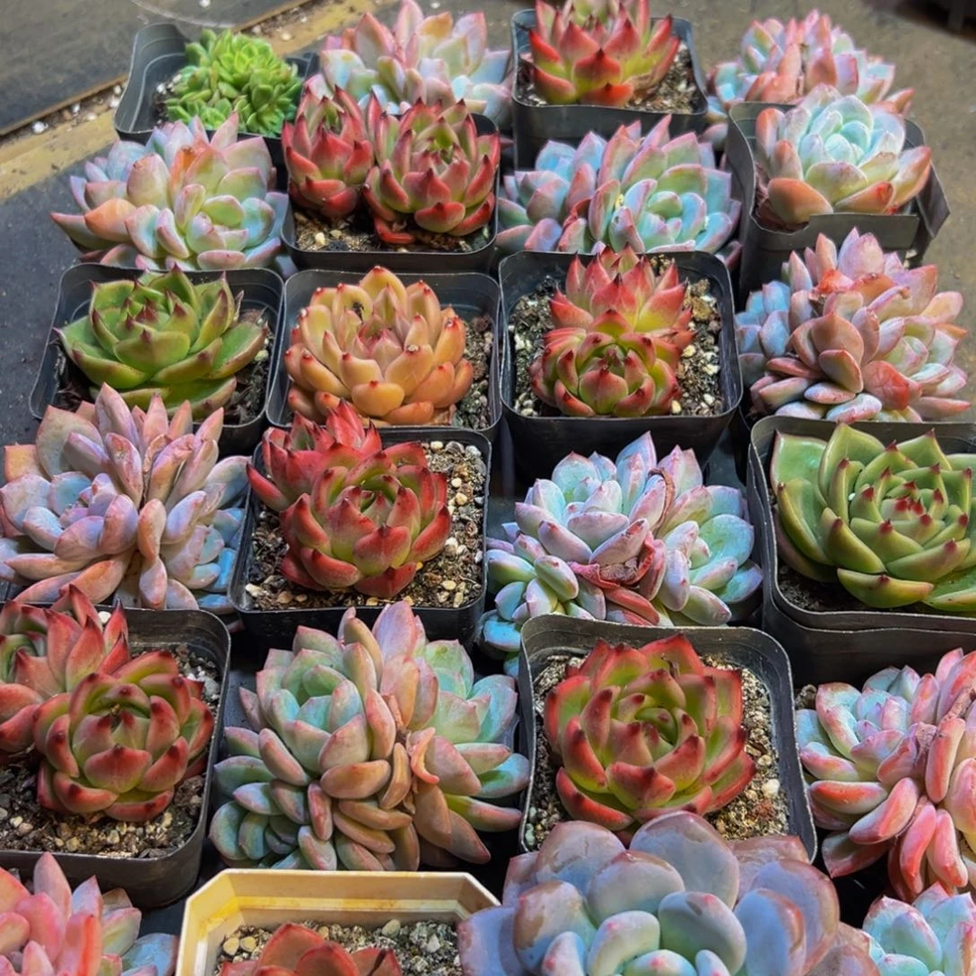 515大热的小伙伴都来