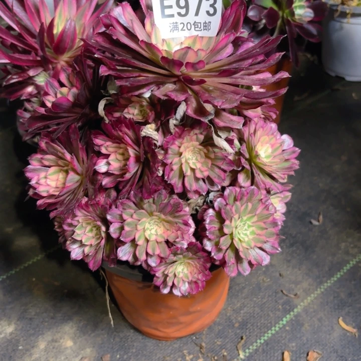 瑞妈一物一拍973