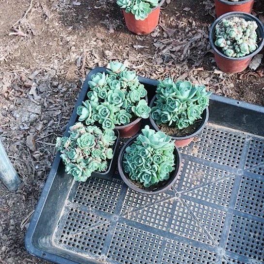 山地玫瑰四盆多肉植物