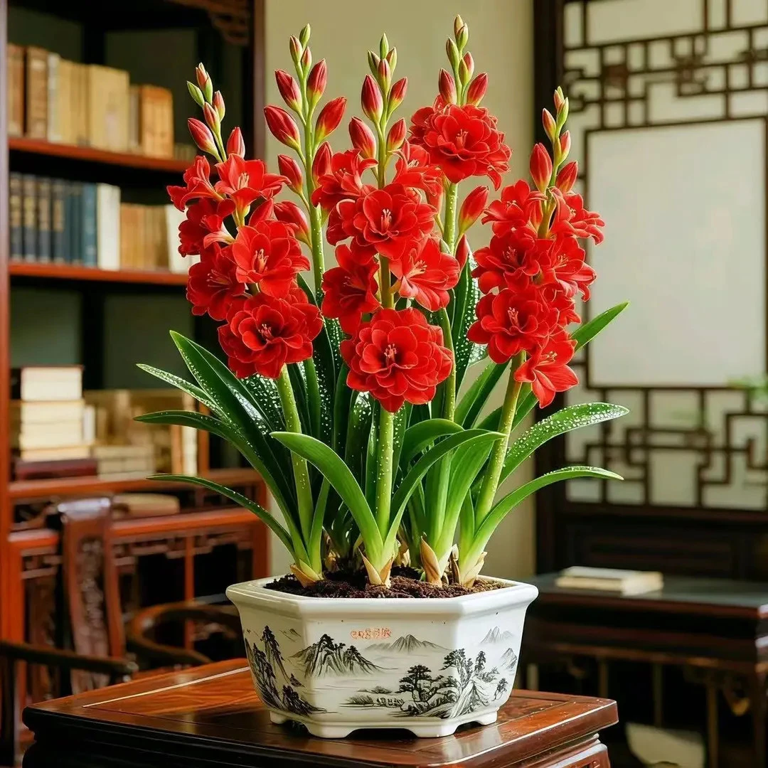 【只卖大苗】重瓣香水晚香玉盆栽苗浓香爆花当年开花的大苗不卖种球