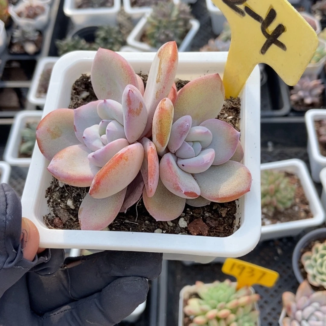 2-4奶茶多肉植物多肉