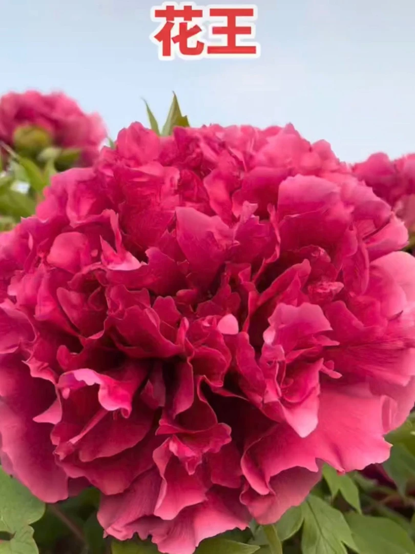 盆栽牡丹 花王 基地直发