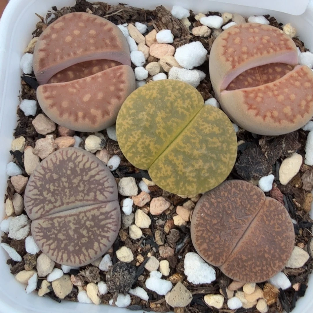 不用我送过去咯的709这个