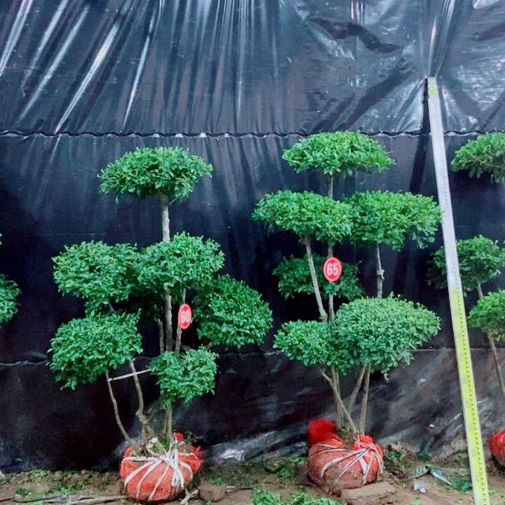 无花朵一物一图一物一拍
