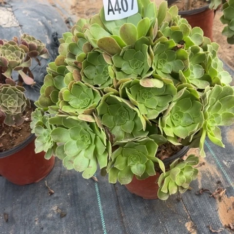 407柠檬玫瑰不包断枝