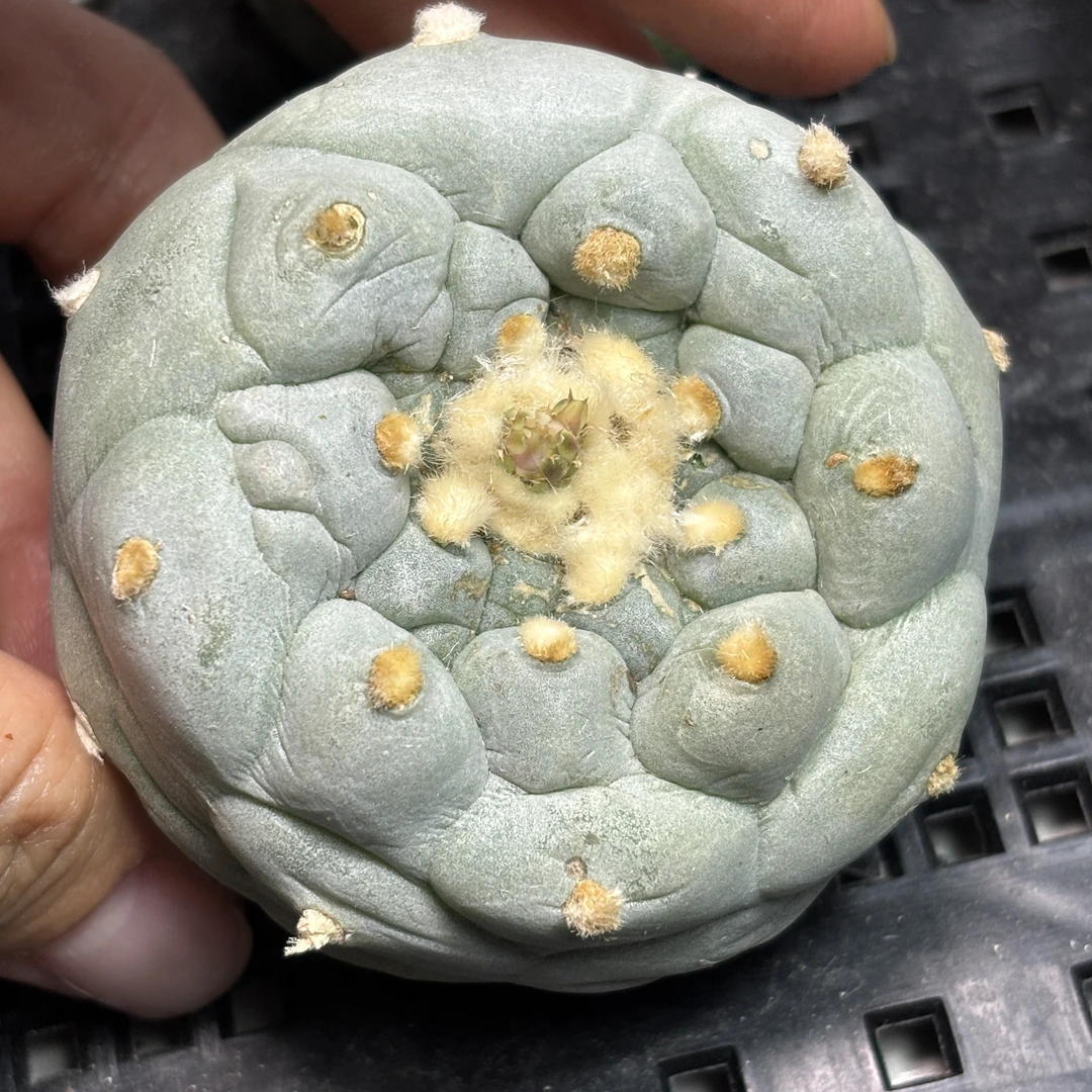 仙人球 有根 一物一拍 DP88