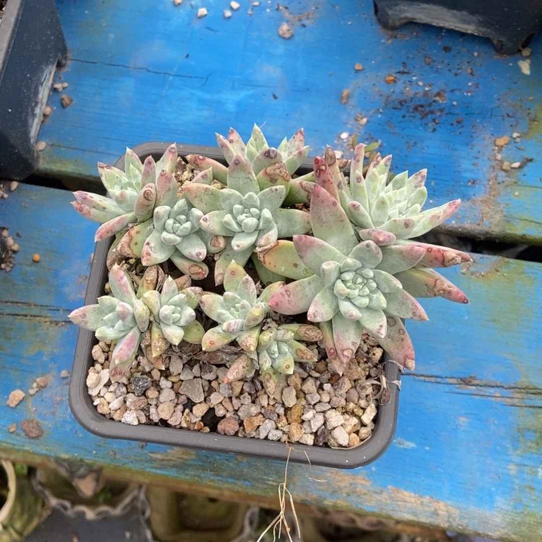 红拇指杂多肉植物啦啦啦